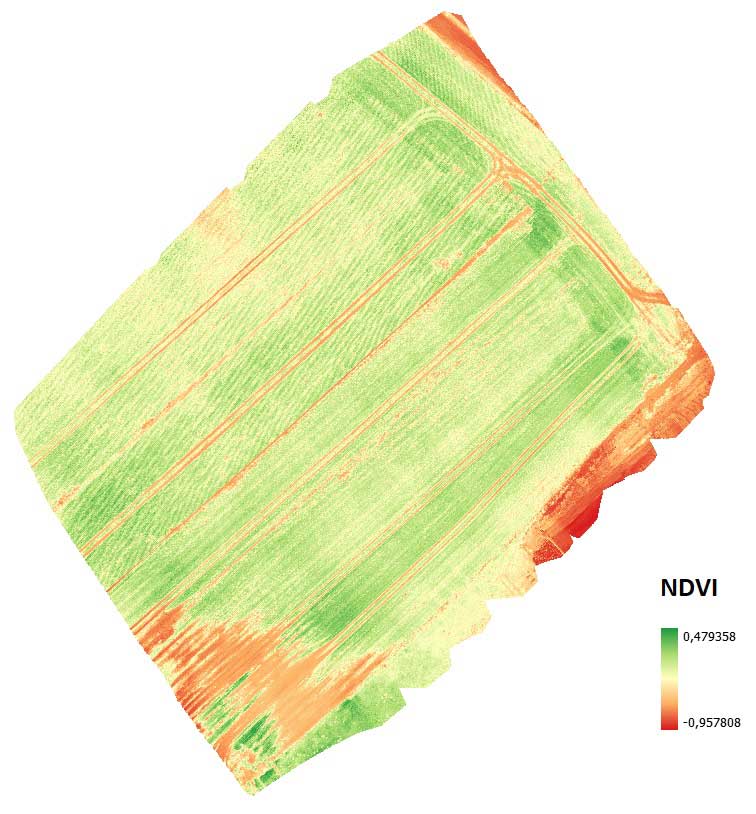 Ortho NDVI