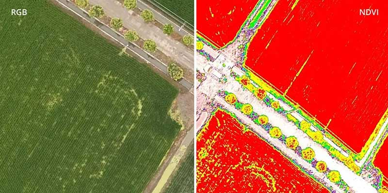 RGB VS NDVI