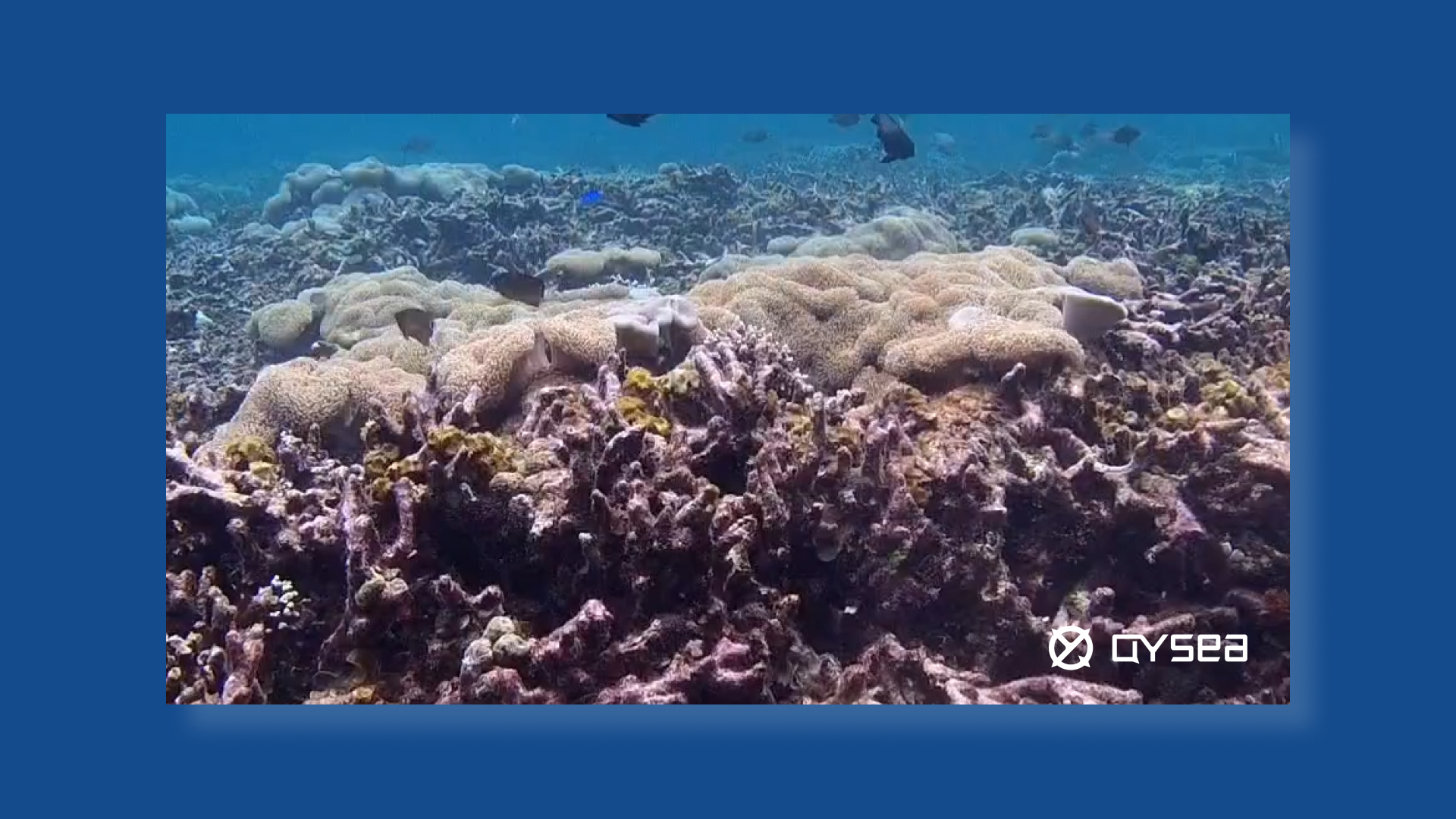 Vue d'un fifish dans l'eau, exploration marine