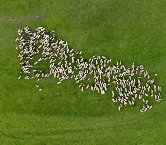 Inspection du bétail et des cultures par drone