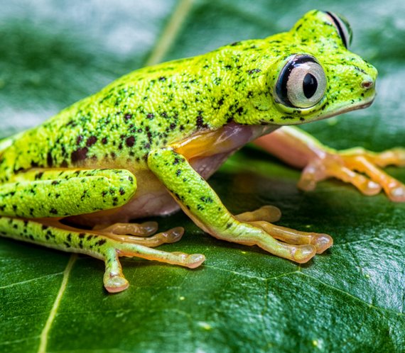 Protection de la biodiversité via les drones