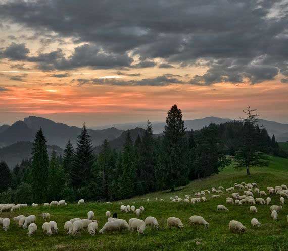 Comptage d'animaux par drone