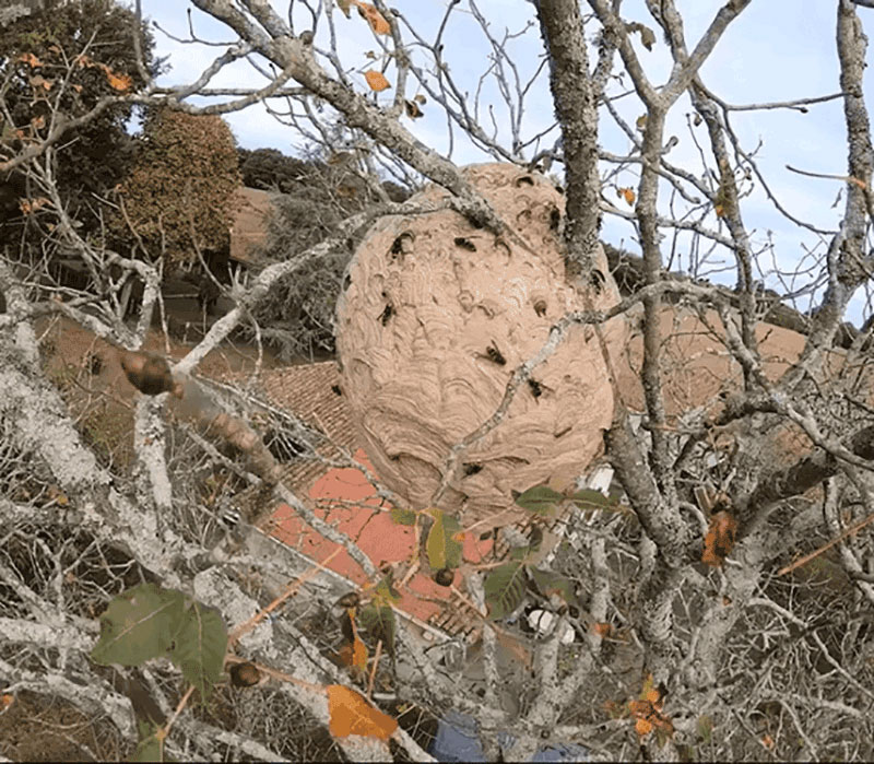 Comment lutter contre les nids de frelons, à l'aide des drones ?