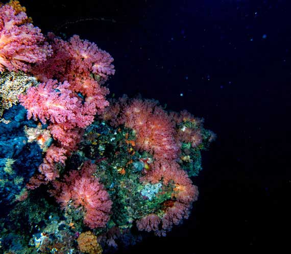 Utiliser les drones sous-marins pour protéger la faune et la flore aquatique